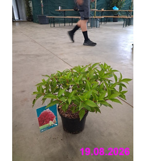 Hydrangea pan. 'Petite Flori'® C 2,5 L